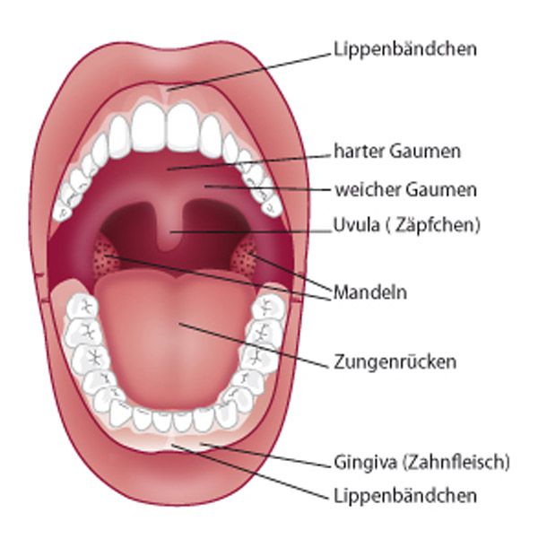 Lippen- & Wangenbändchen